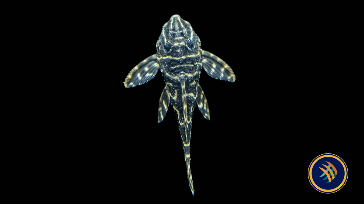 L340 Mega Clown Pleco (Hypancistrus sp.) 7-8cm | Catfish Loaches & Plecos | Largest Tropical Fish Selection at Your Local Fish Store