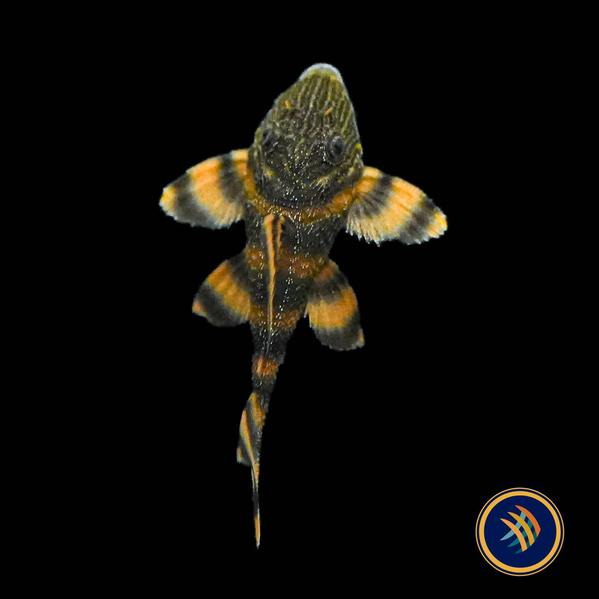 L397 – Alenquer Tiger Pleco (Panaqolus sp. “L397”)