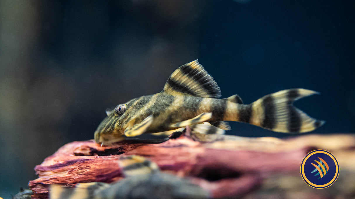 L398 Pleco 2" | Catfish Loaches & Plecos | Largest Tropical Fish Selection at Your Local Fish Store