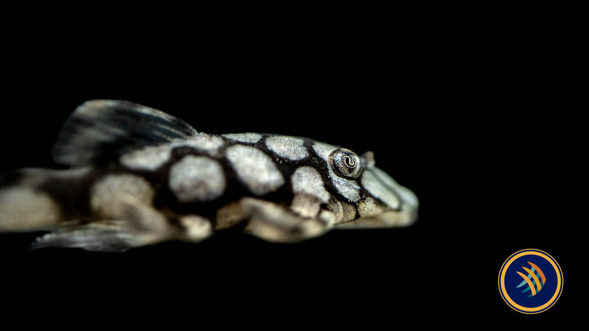 L519 Ancistrus Kiefneri "Honeycomb" Bristlenose Pleco (Plecoceramics) | Catfish Loaches & Plecos | Largest Tropical Fish Selection at Your Local Fish Store