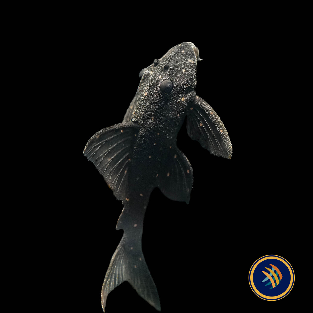 LDA031 Mustard Spot Pleco (Panaqolus albomaculatus)