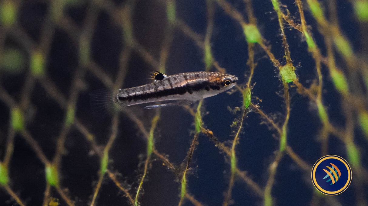 Least Killifish (Heterandria formosa) Medium (Aquarium Glaser) | Livebearers | Largest Tropical Fish Selection at Your Local Fish Store