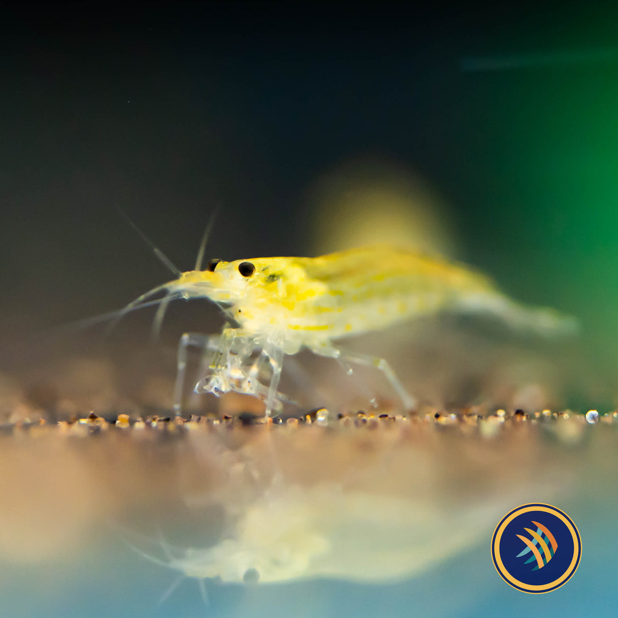 Lime Yellow Amano Shrimp (Caridina Japonica) | Snails Shrimp Crayfish Crabs | Largest Tropical Fish Selection at Your Local Fish Store
