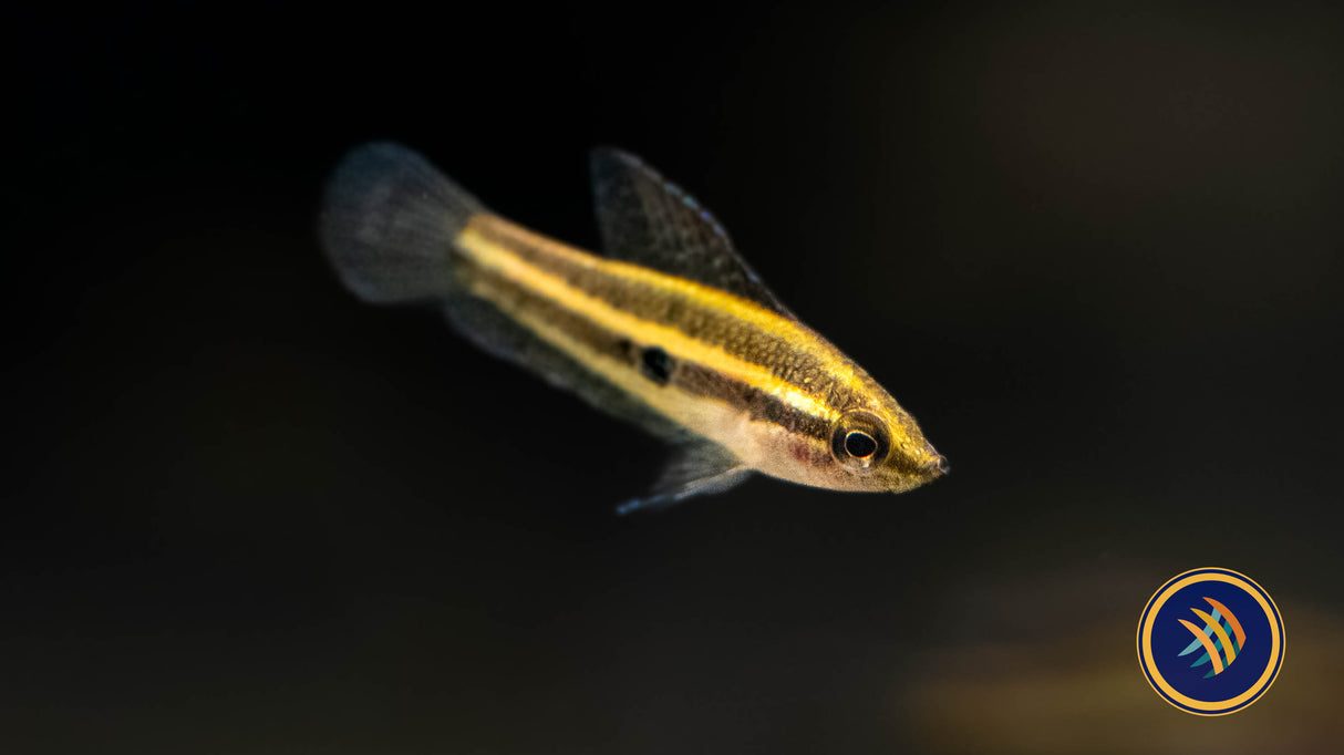 Linkei Liquorice Gourami (Parosphromenus linkei) 2.5-3cm | Cichlids Badis & Gouramis | Largest Tropical Fish Selection at Your Local Fish Store