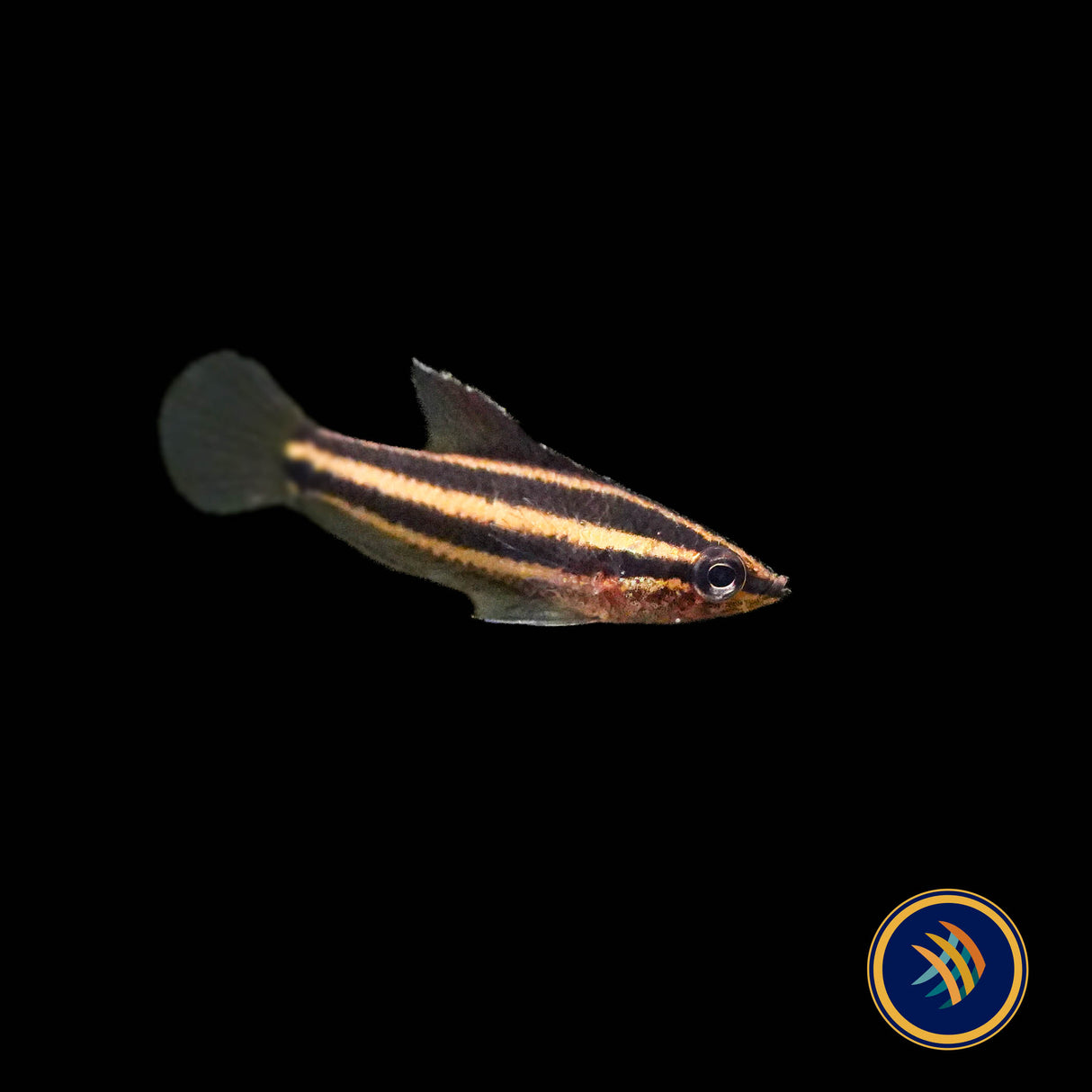 Liquorice Gourami (Parosphromenus phoenicurus)