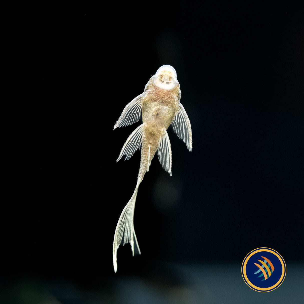 Green Dragon Long-Fin Ancistrus Pleco (2+") (PlecoCeramics) | Catfish Loaches & Plecos | Largest Tropical Fish Selection at Your Local Fish Store