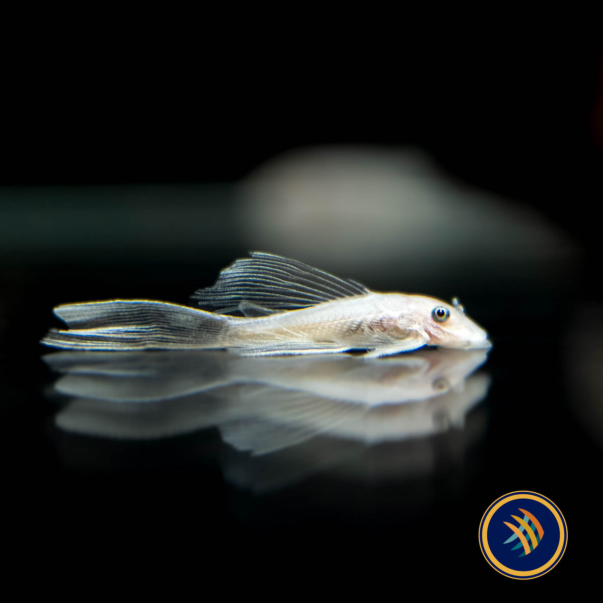 Snow White Long Fin Bristlenose (PlecoCeramics) | Catfish Loaches & Plecos | Largest Tropical Fish Selection at Your Local Fish Store