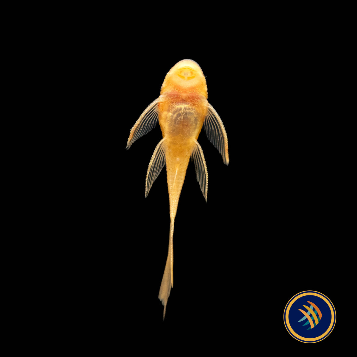 Super Red Long Fin Bristlenose Pleco (PlecoCeramics) | Catfish Loaches & Plecos | Largest Tropical Fish Selection at Your Local Fish Store