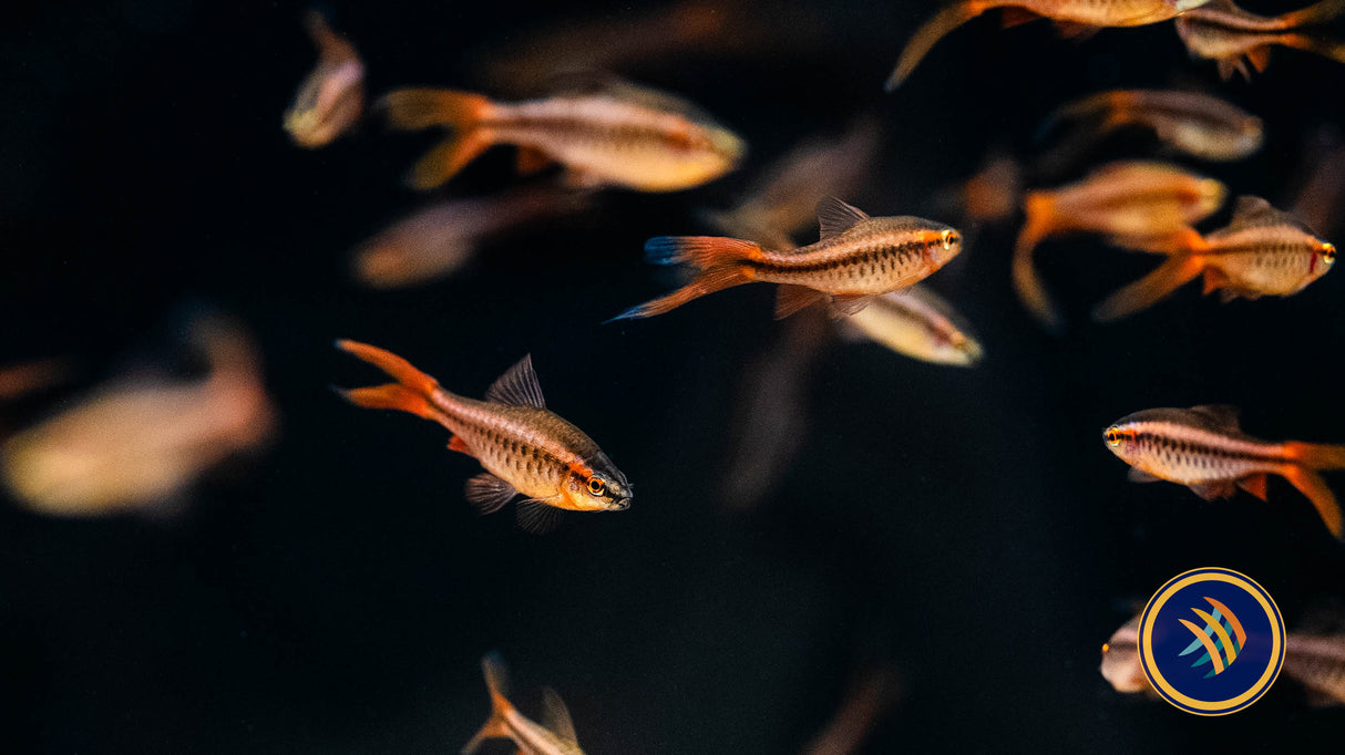 Longfin Cherry Barb (Puntius titteya) | Goldfish Barbs & Minnows | Largest Tropical Fish Selection at Your Local Fish Store