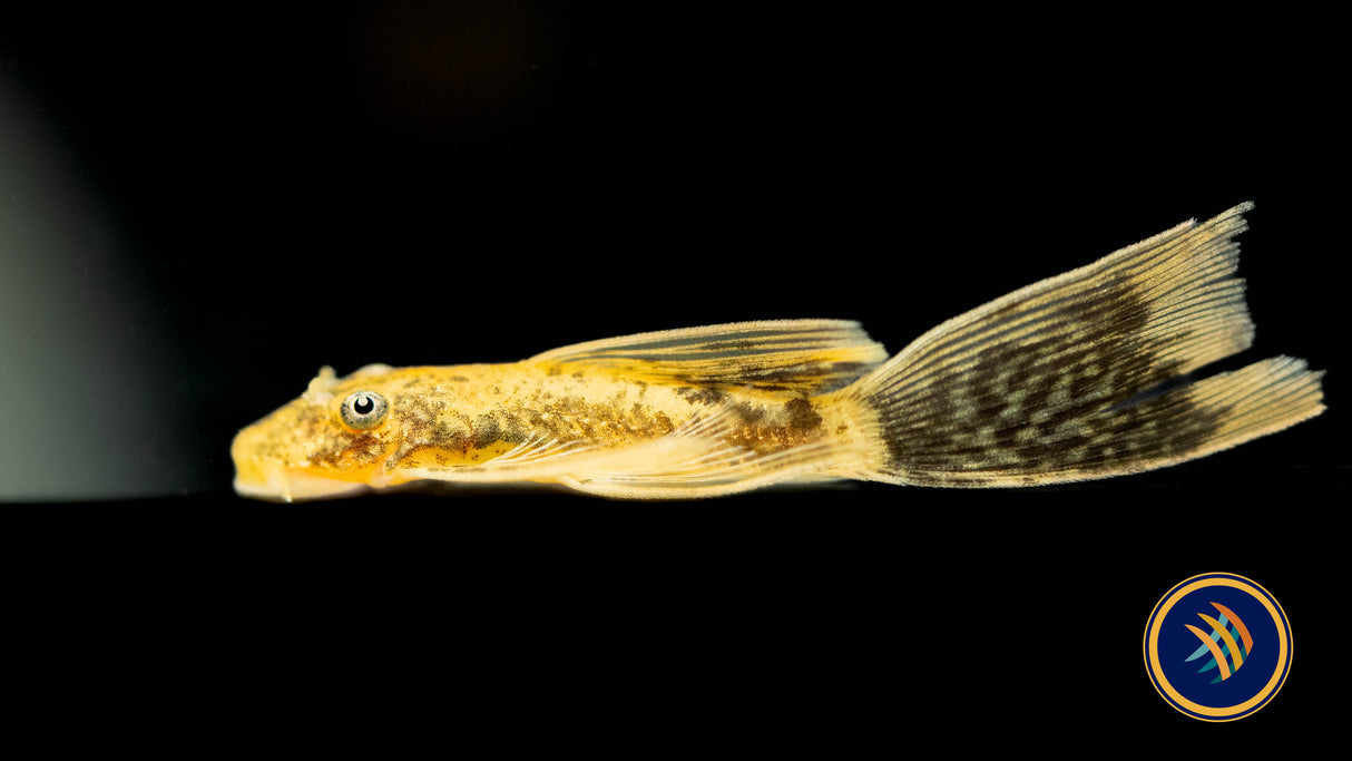 Calico Longfin Bristlenose Pleco 3-4cm | Catfish Loaches & Plecos | Largest Tropical Fish Selection at Your Local Fish Store