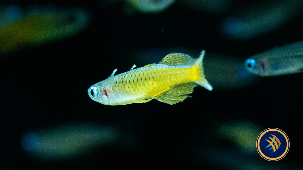 Red Neon Blue Eye Rainbow (Pseudomugil luminatus) 2cm | Rainbowfish Killifish & Danios | Largest Tropical Fish Selection at Your Local Fish Store