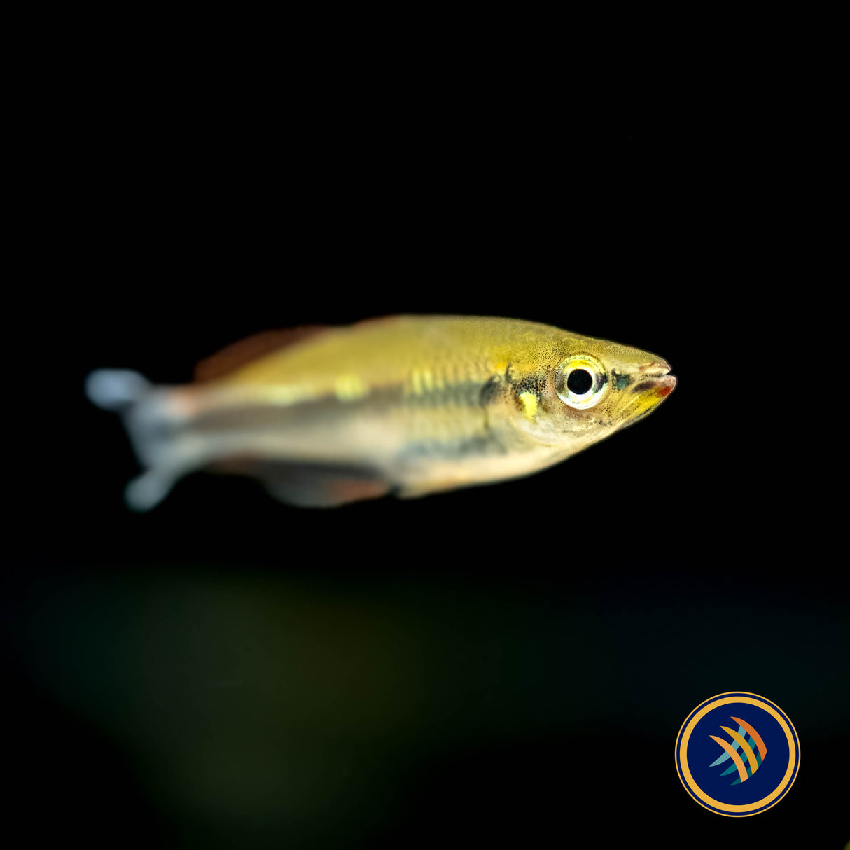 Madagascar Rainbowfish (Bedotia madagascariensis) 3cm | Rainbowfish Killifish & Danios | Largest Tropical Fish Selection at Your Local Fish Store