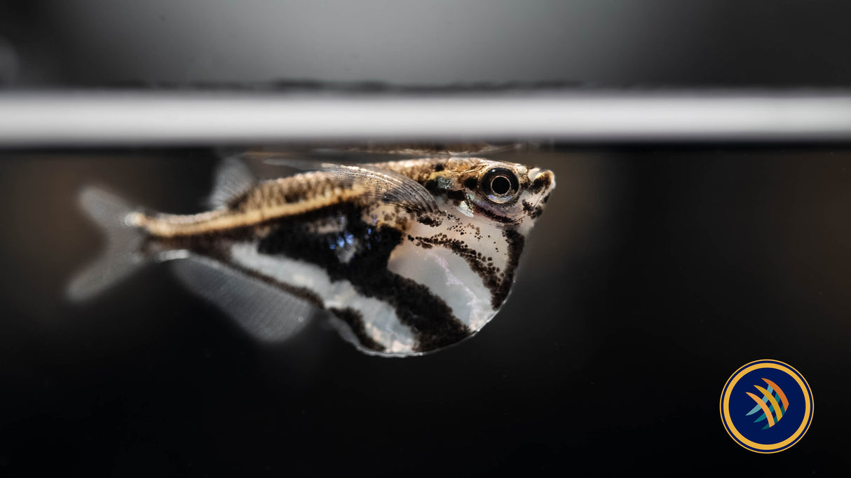 Marble Hatchet Fish (Carnegiella strigata) Large /X -Large (Aquarium Glaser) | Other Livestock | Largest Tropical Fish Selection at Your Local Fish Store