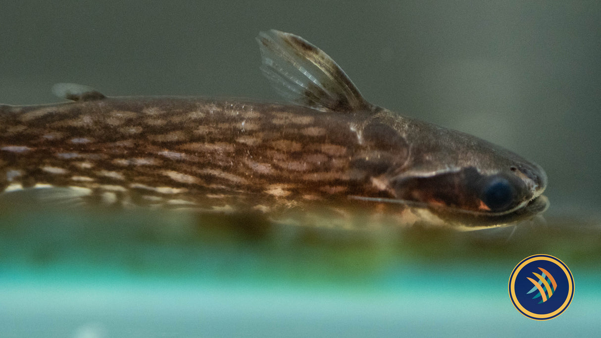 Milky Way Wood Catfish (Tatia galaxias) 3-4cm Aquarium Glaser | Catfish Loaches & Plecos | Largest Tropical Fish Selection at Your Local Fish Store