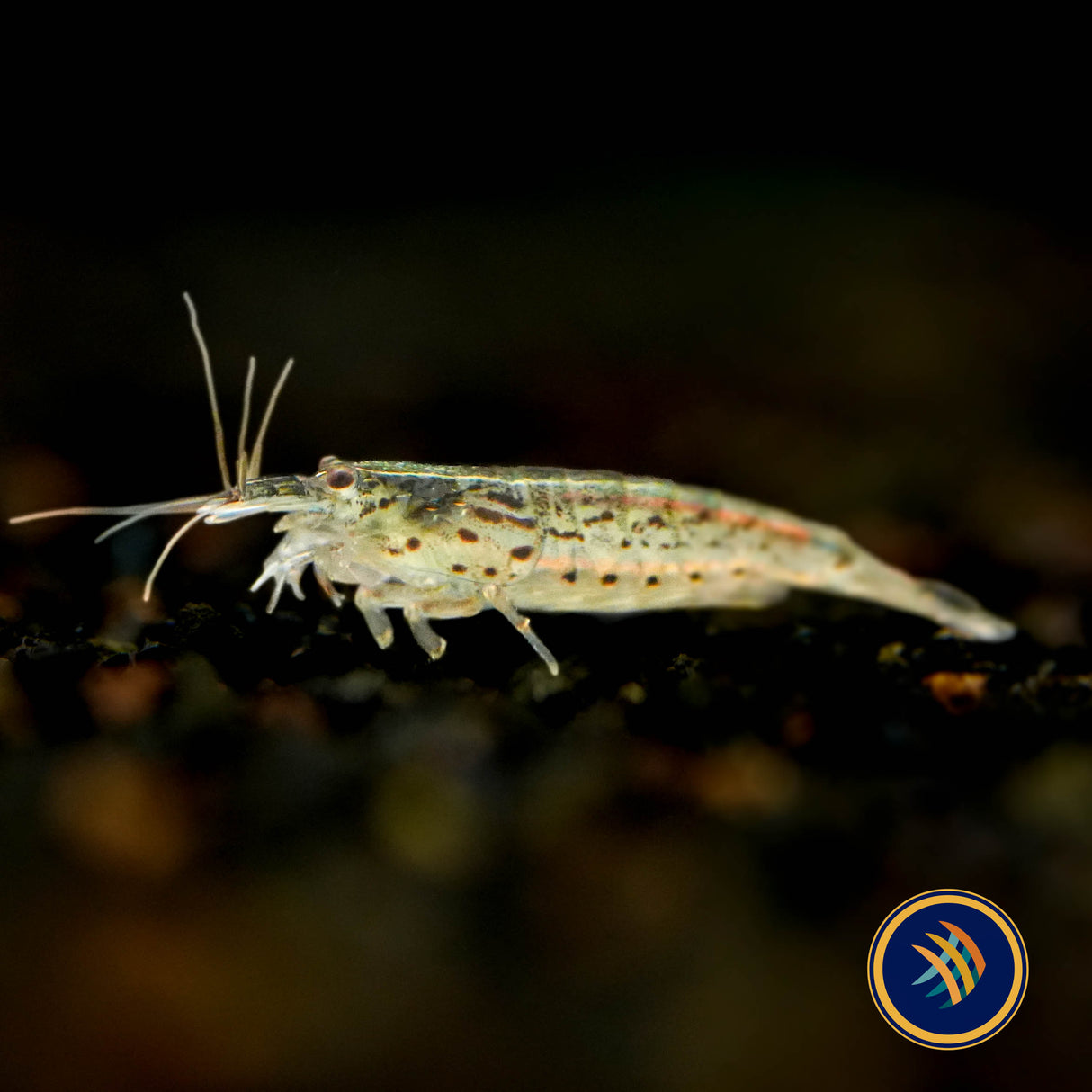 Mini Fan Shrimp (atyoida pilipes)