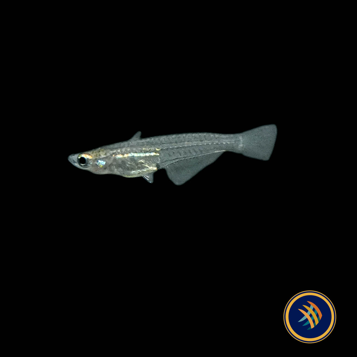 Minute Ricefish (Oryzias minutillus)