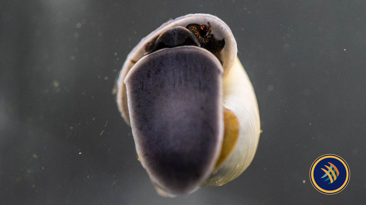 Mystery Snails | Snails Shrimp Crayfish Crabs | Largest Tropical Fish Selection at Your Local Fish Store