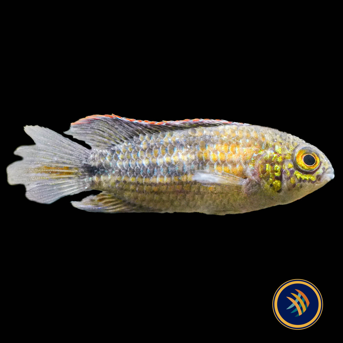 Nannacara sp. "Sourourou"