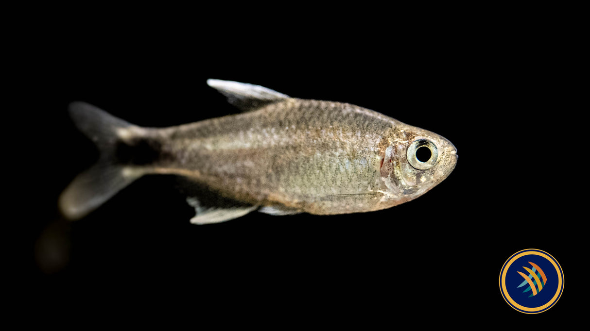 Nego Dagua Tetra (Hyphessobrycon Negodagua) Locally Bred | Tetras Rasboras & Pencilfish | Largest Tropical Fish Selection at Your Local Fish Store