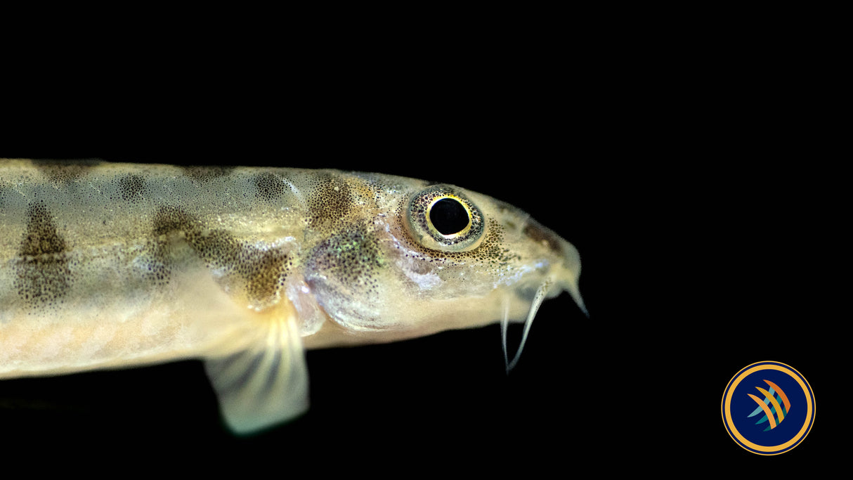 Nemacheilus corica (Wild) 3-5cm Aquarium Glaser | Catfish Loaches & Plecos | Largest Tropical Fish Selection at Your Local Fish Store