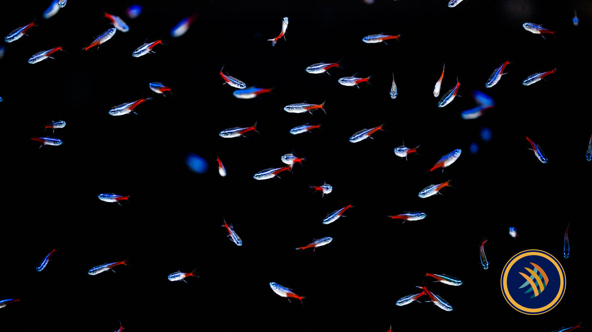 Neon Tetra (Paracheirodon innesi) 2.3-2.8cm | Tetras Rasboras & Pencilfish | Largest Tropical Fish Selection at Your Local Fish Store
