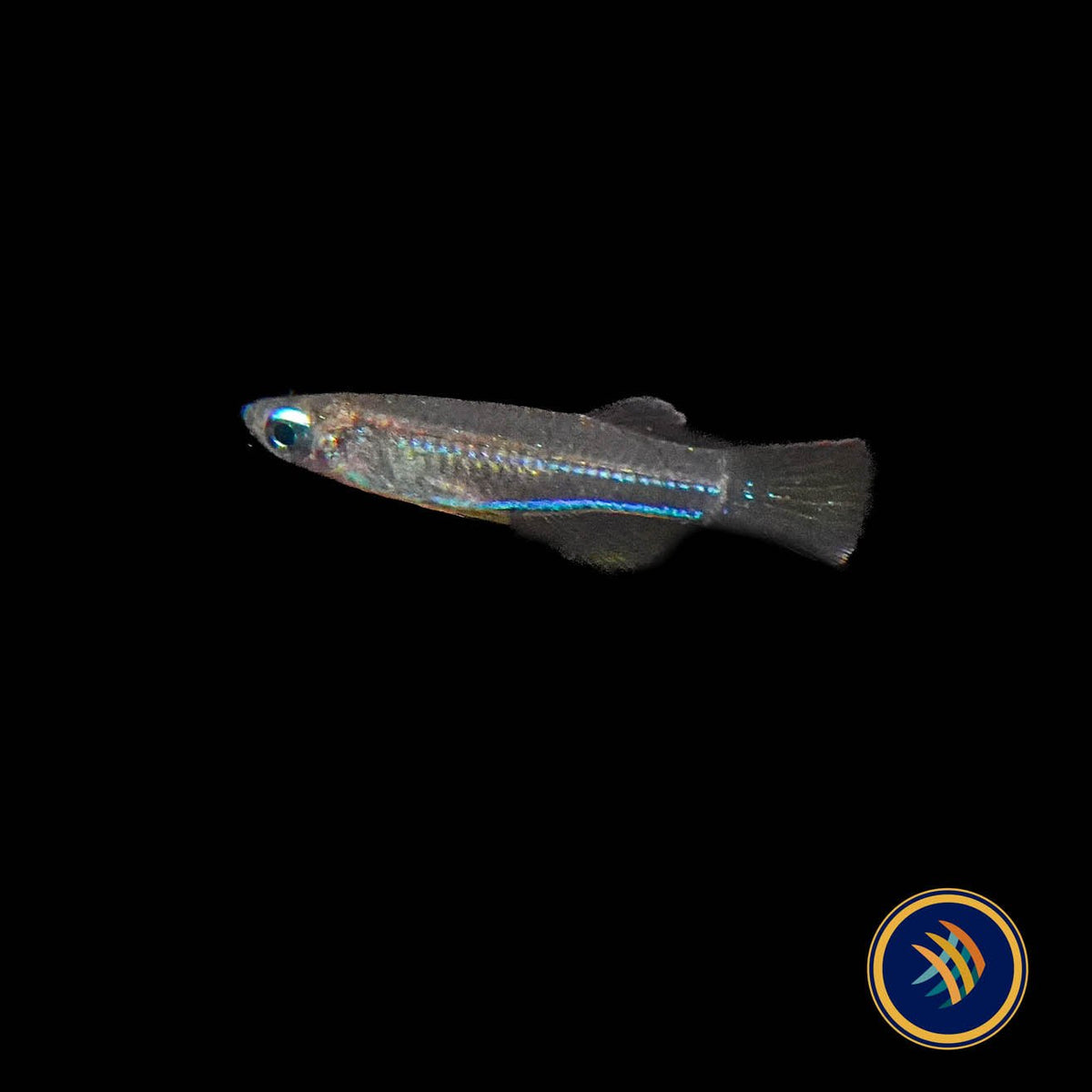 Neon Stripe Lampeye (poropanchax macrophthalmus) 2.5cm | Rainbowfish Killifish & Danios | Largest Tropical Fish Selection at Your Local Fish Store