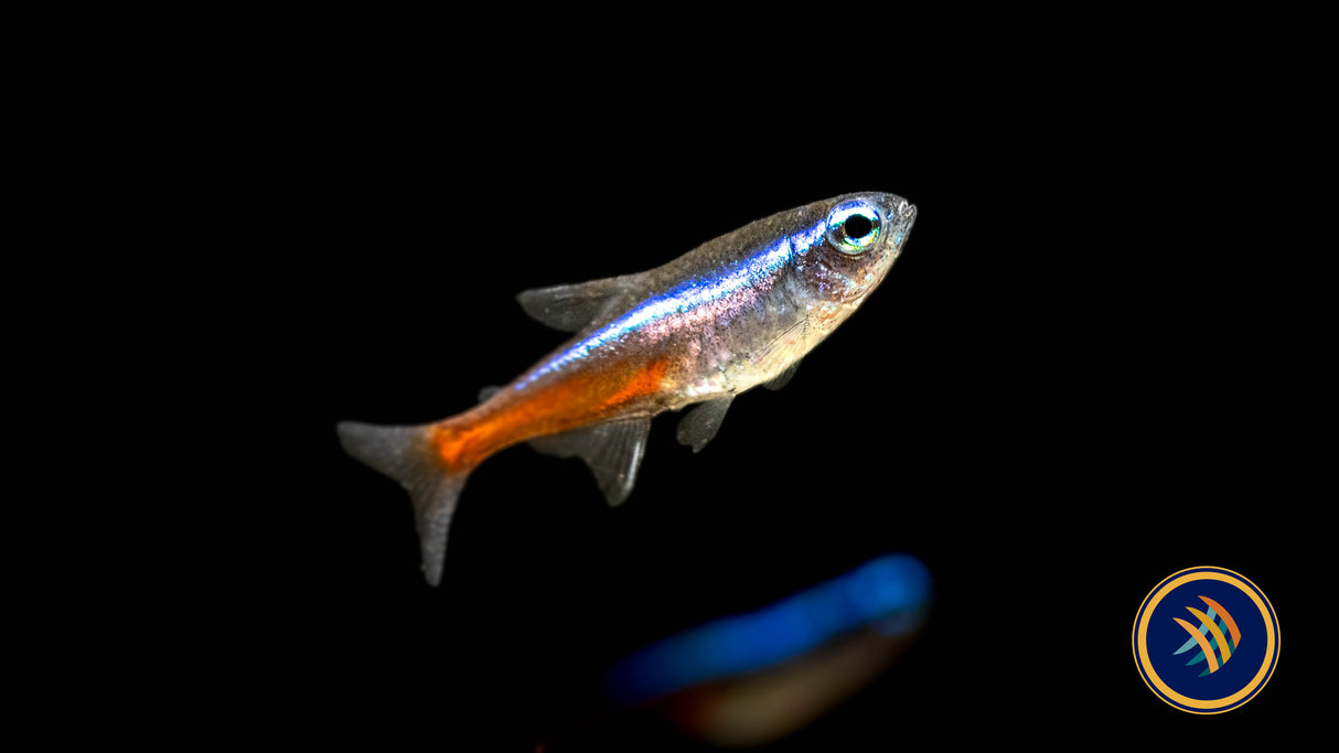 Neon Tetra (Paracheirodon innesi) 2.3-2.8cm | Tetras Rasboras & Pencilfish | Largest Tropical Fish Selection at Your Local Fish Store