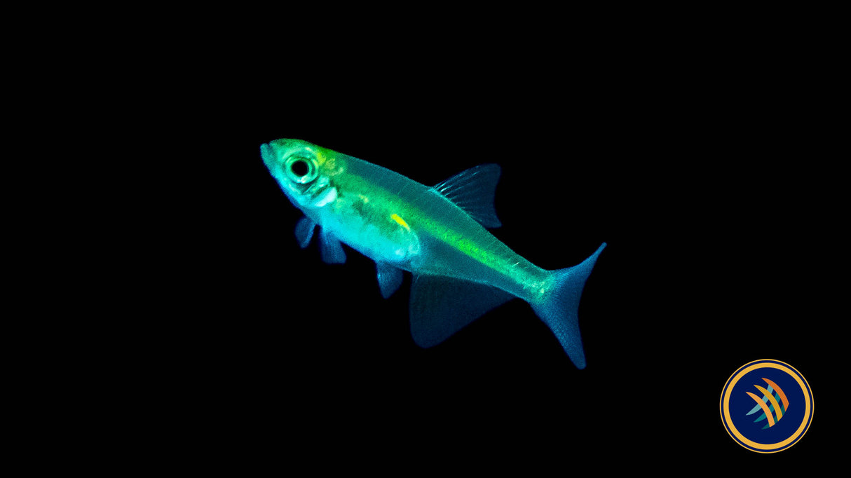 Neon Green Kubotai Rasbora (Microdevario kubotai) | Tetras Rasboras & Pencilfish | Largest Tropical Fish Selection at Your Local Fish Store