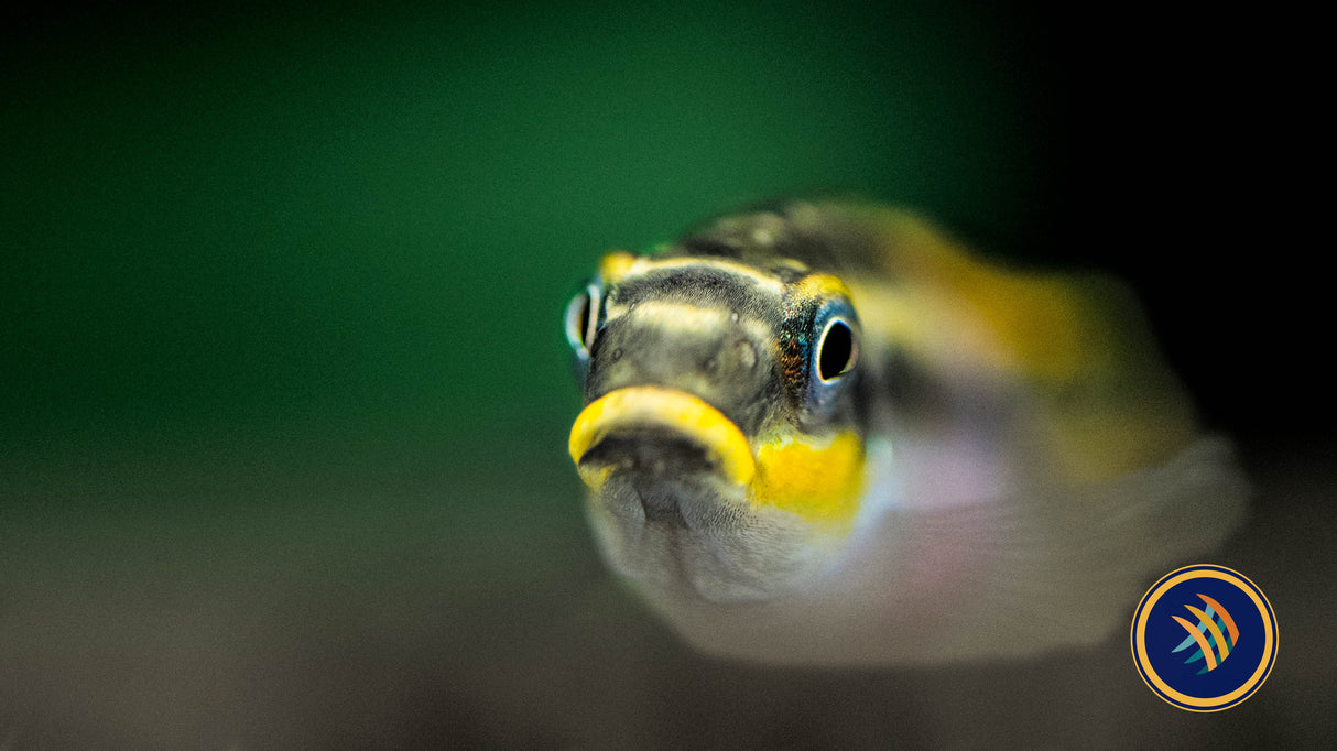 Nigerian Red Kribensis (Pelvicachromis taeniatus) Small (locally bred) | Cichlids Badis & Gouramis | Largest Tropical Fish Selection at Your Local Fish Store