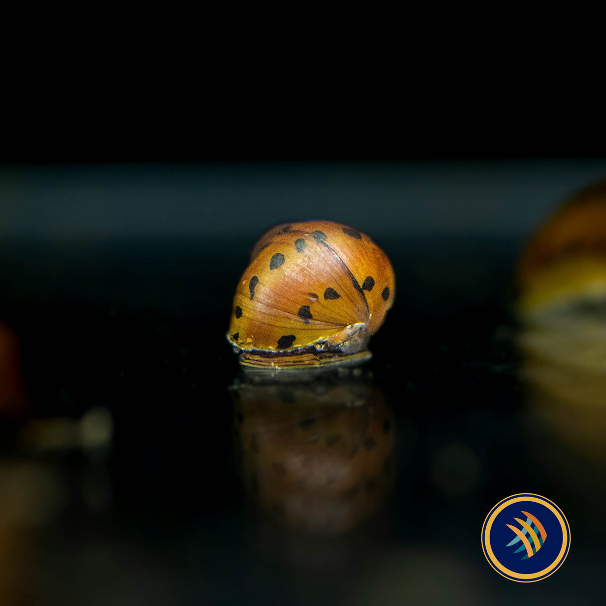 Onion Nerite Snail (Medium) Aquarium Glaser | Snails Shrimp Crayfish Crabs | Largest Tropical Fish Selection at Your Local Fish Store