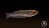 Ornate Rainbowfish (Rhadinocentrus ornatus)