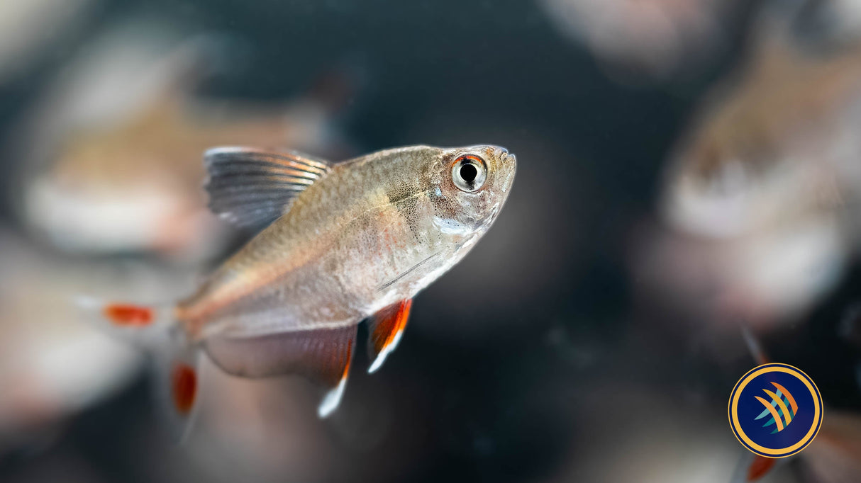 Ornate Tetra (Hyphessobrycon Robertsi) 2-4cm | Tetras Rasboras & Pencilfish | Largest Tropical Fish Selection at Your Local Fish Store