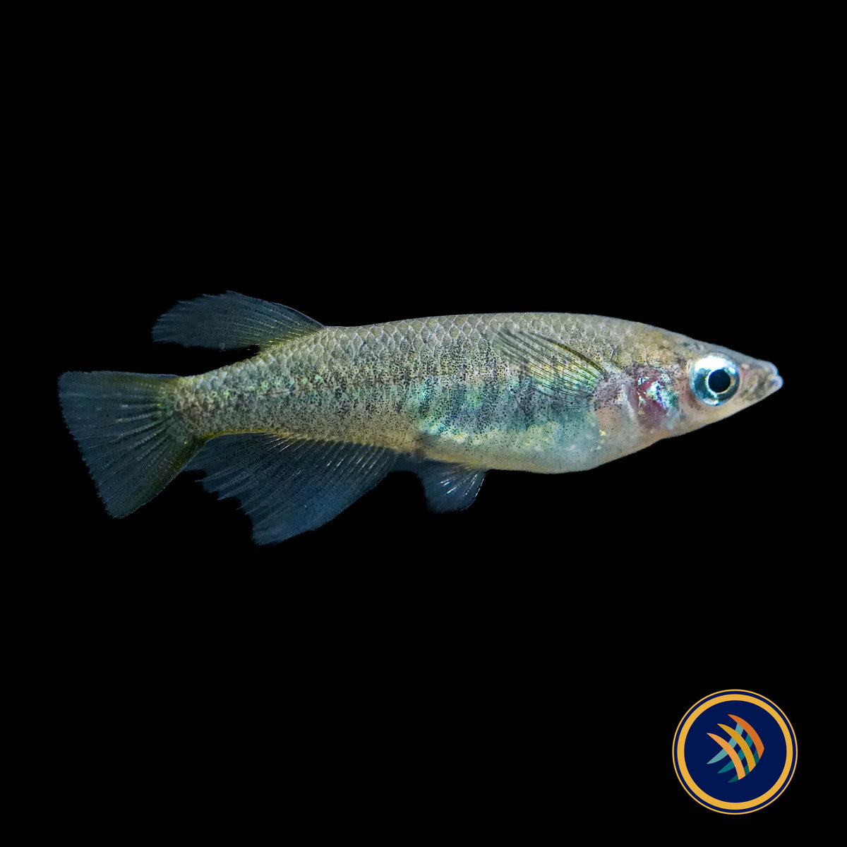 Oryzias eversi Rice Fish