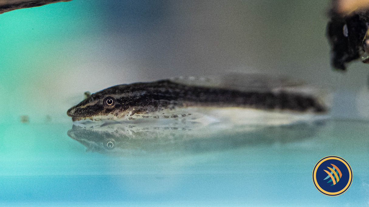 Otocinclus Negros (Otothyropsis piribebuy) Med-Large - Aquarium Glaser | Catfish Loaches & Plecos | Largest Tropical Fish Selection at Your Local Fish Store