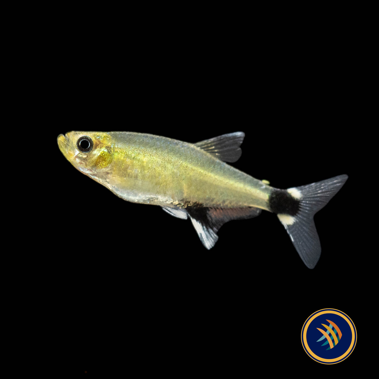 Panda Tetra (Aphyocharax paraguayensis) 2.5cm | Tetras Rasboras & Pencilfish | Largest Tropical Fish Selection at Your Local Fish Store