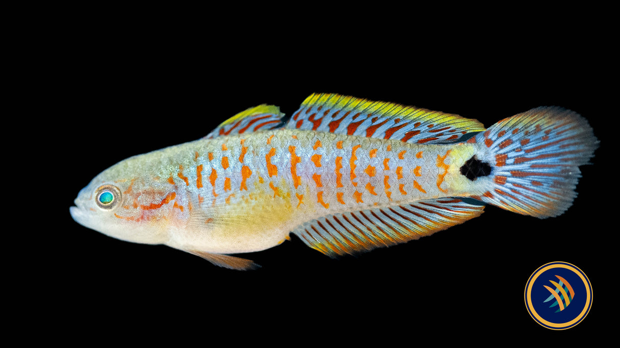Peacock Gudgeon (Tateurndina ocellicauda) 3-4cm | Other Livestock | Largest Tropical Fish Selection at Your Local Fish Store