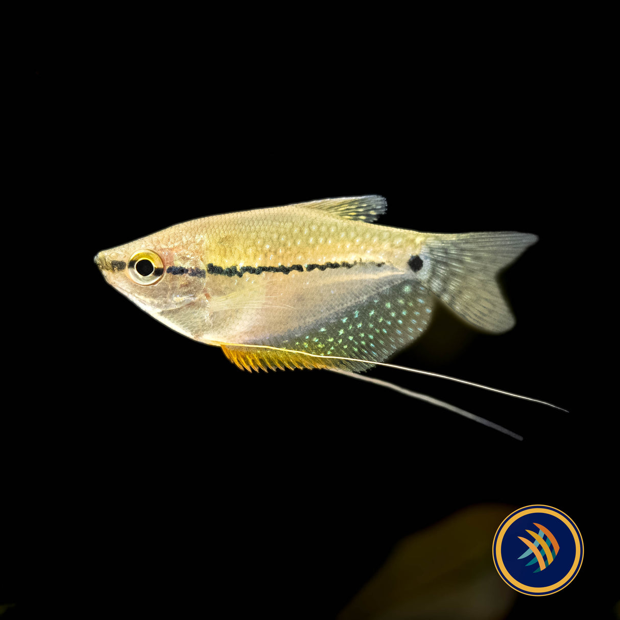 Pearl Gourami (Trichopodus leerii) | Cichlids Badis & Gouramis | Largest Tropical Fish Selection at Your Local Fish Store