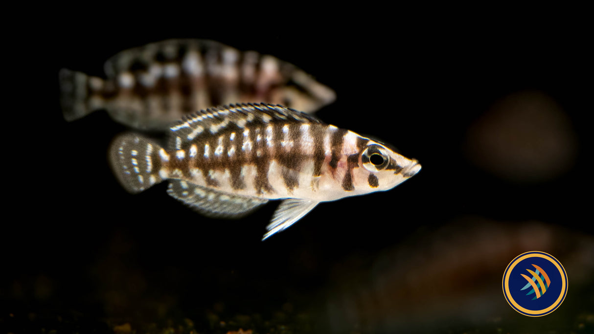 Pearly Lamprologus (lamprologus calvus) 3cm | Cichlids Badis & Gouramis | Largest Tropical Fish Selection at Your Local Fish Store