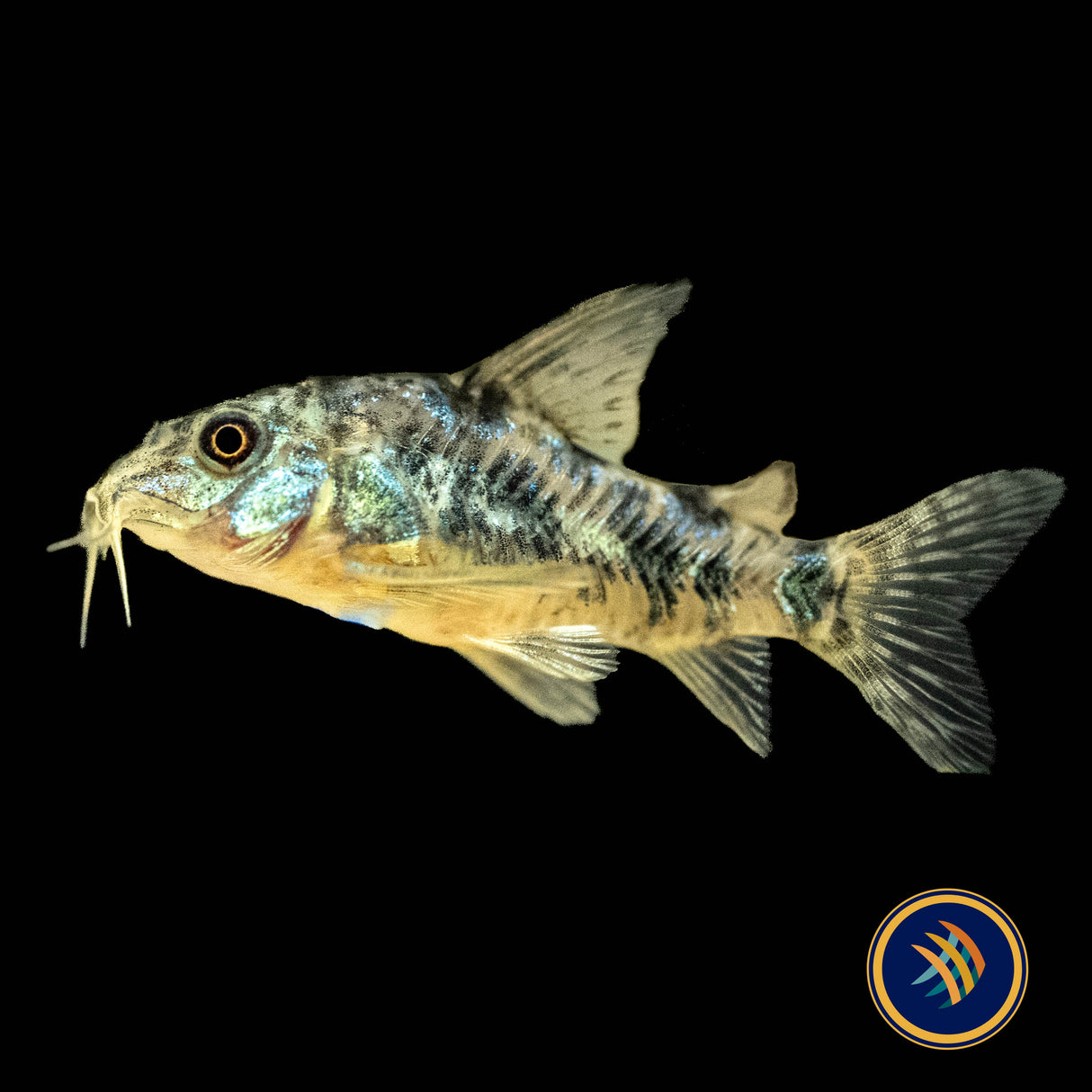 Peppered Cory (Corydoras paleatus) | Catfish Loaches & Plecos | Largest Tropical Fish Selection at Your Local Fish Store