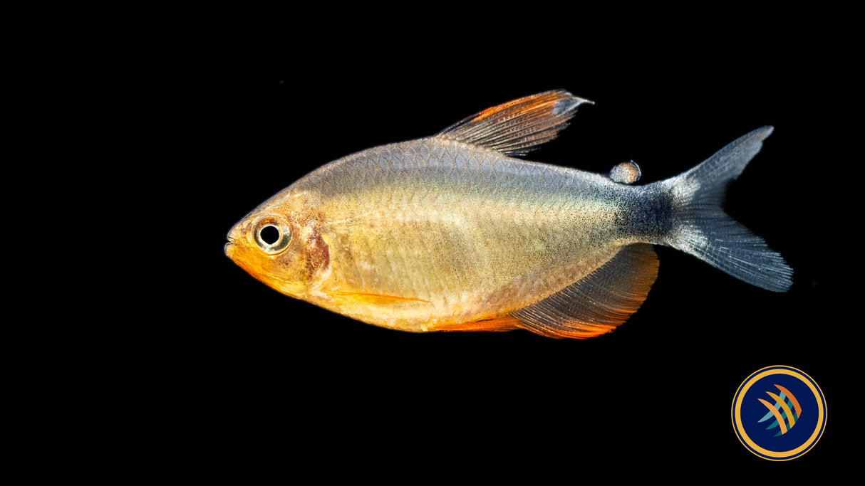 Peugeot Tetra (Hyphessobrycon peugeoti) Medium | Tetras Rasboras & Pencilfish | Largest Tropical Fish Selection at Your Local Fish Store