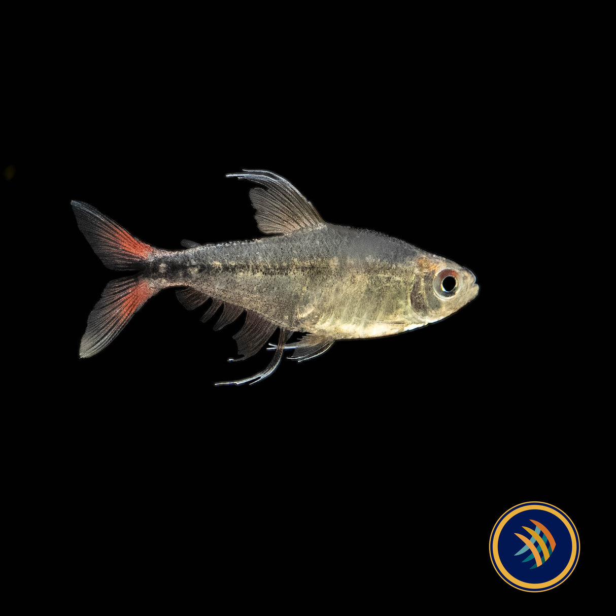 Phoenix Tetra (Hemigrammus filamentosus) 3cm | Tetras Rasboras & Pencilfish | Largest Tropical Fish Selection at Your Local Fish Store