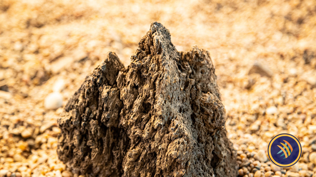 Pimple Stone / Rock per LB | Substrates & Hardscape | Largest Tropical Fish Selection at Your Local Fish Store