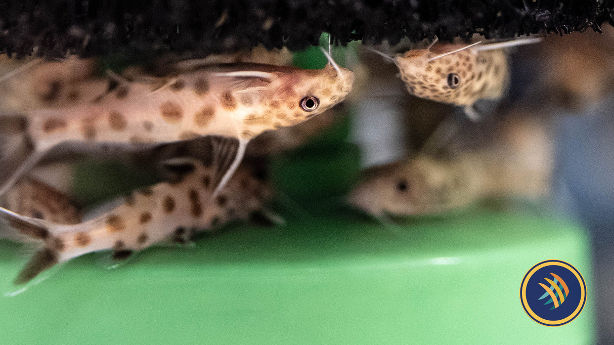 Pink Cuckoo Catfish/Synodontis Petricola 3cm | Catfish Loaches & Plecos | Largest Tropical Fish Selection at Your Local Fish Store