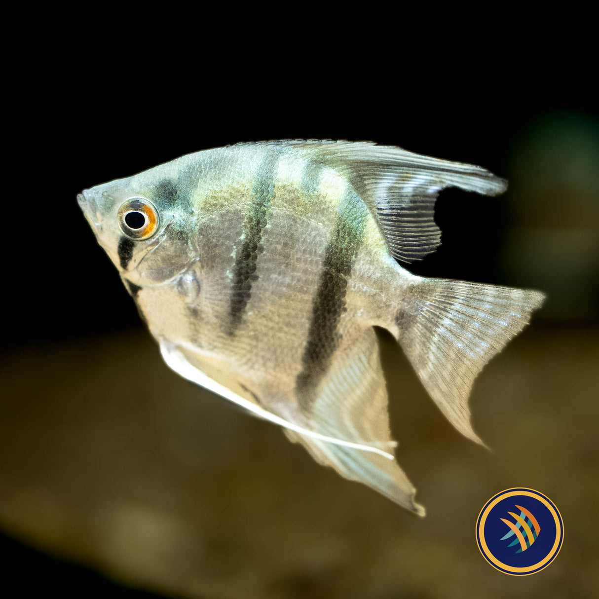 Premium Assorted Angelfish | Cichlids Badis & Gouramis | Largest Tropical Fish Selection at Your Local Fish Store