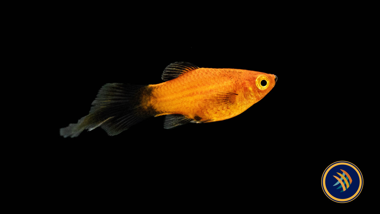 Premium Assorted High-Fin Platy | Livebearers | Largest Tropical Fish Selection at Your Local Fish Store