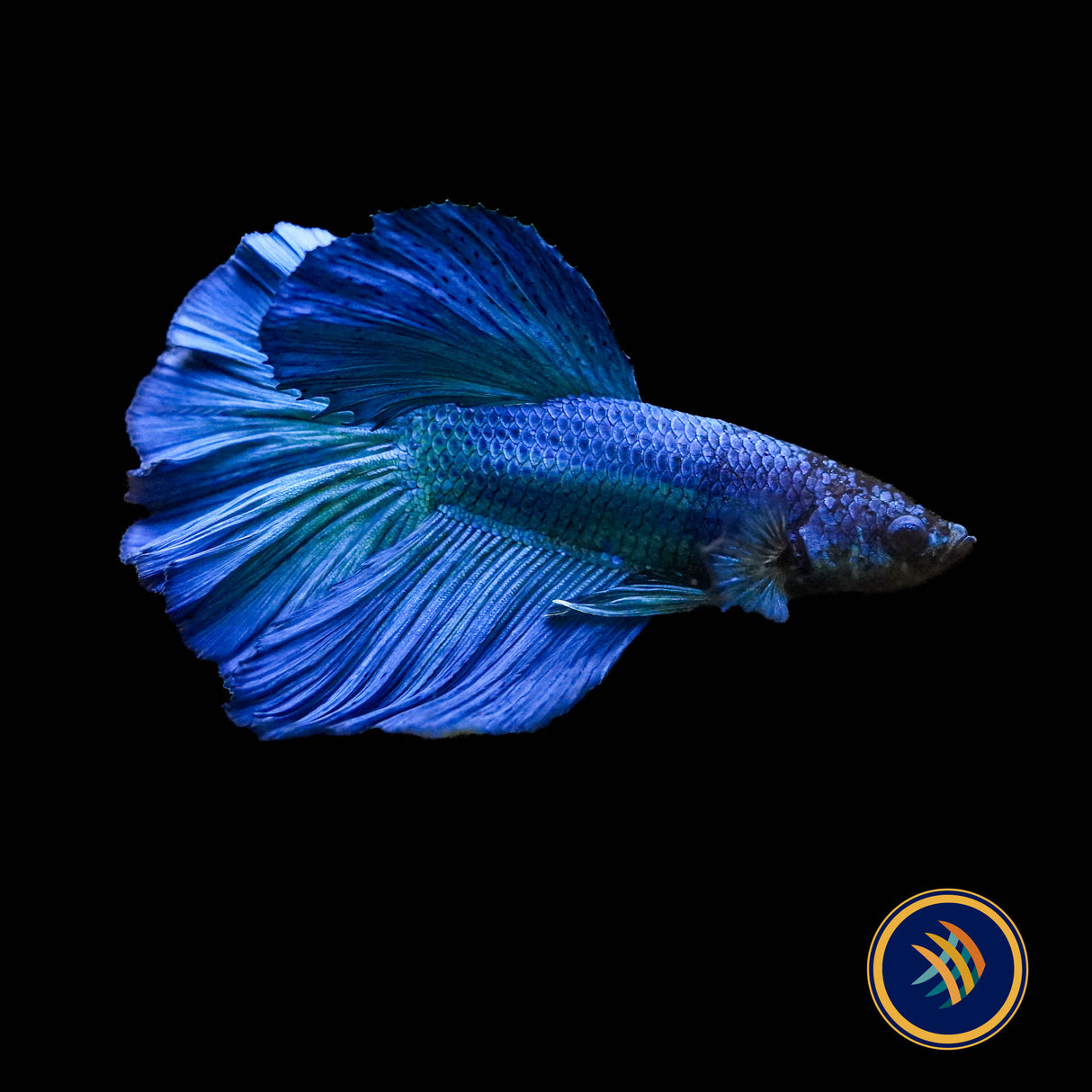 Premium Halfmoon Betta