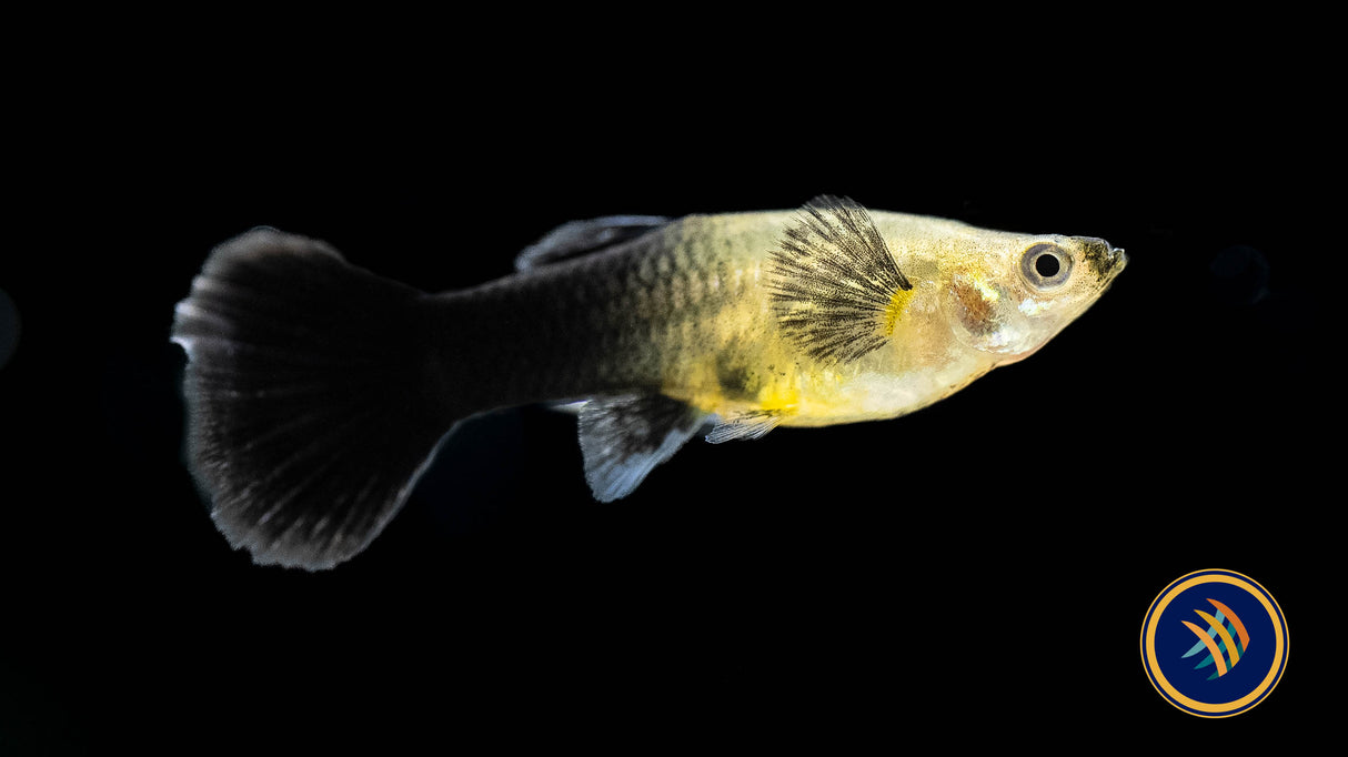 Fancy Guppy Pair Purple Blue Dragon | Livebearers | Largest Tropical Fish Selection at Your Local Fish Store