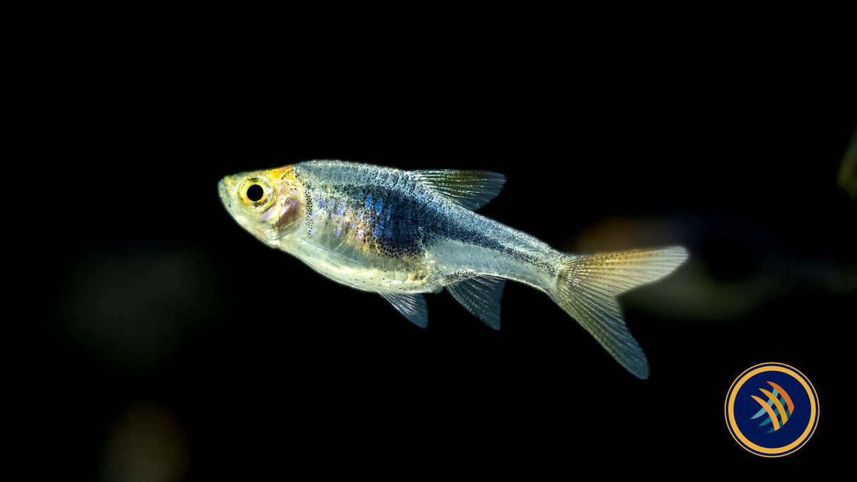 Purple Harlequin Rasbora (Trigonostigma heteromorpha) | Tetras Rasboras & Pencilfish | Largest Tropical Fish Selection at Your Local Fish Store