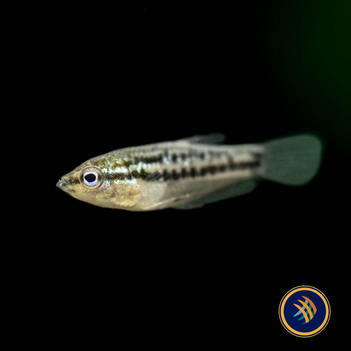 Pygmy Sparkling Gourami (Trichopsis pumila) Large | Cichlids Badis & Gouramis | Largest Tropical Fish Selection at Your Local Fish Store