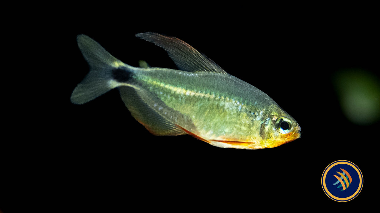 Racoon Tetra (Hyphessobrycon Procyon) 3cm Aquarium Glaser | Tetras Rasboras & Pencilfish | Largest Tropical Fish Selection at Your Local Fish Store